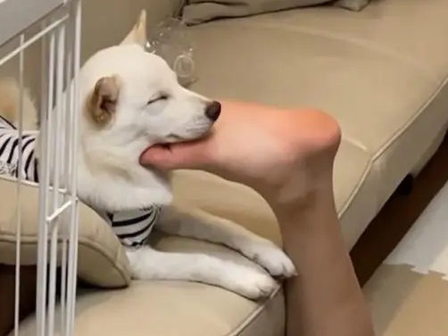 这样也能睡着?柴犬趴主人脚底睡觉,画面很有味道 这样也能睡着?柴犬趴主人脚底睡觉,画面很有味道