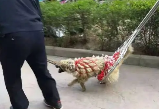 流浪狗太胆大,一条街咬了20多人,最后警察出动才制服流浪狗 流浪狗太胆大,一条街咬了20多人,最后警察出动才制服流浪狗