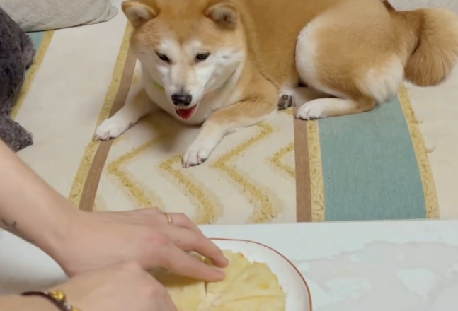 柴犬过生日，小姐姐亲手制作“狗狗蛋糕”