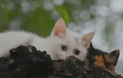 家里两只小猫跑了，女孩寻找未果，最后在树上看到搞笑的一幕