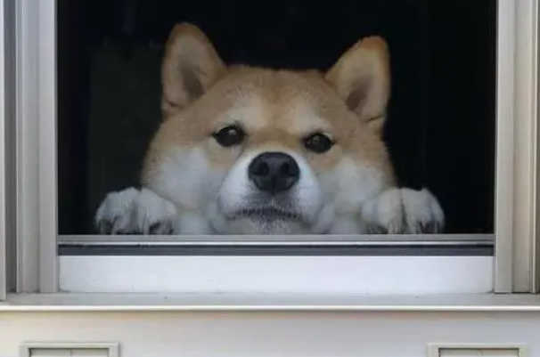 柴犬每天在窗口目送主人,表情超甜,主人走远后它的眼神让人心疼 柴犬每天在窗口目送主人,表情超甜,主人走远后它的眼神让人心疼