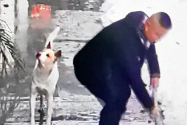 主人铲雪时狗总在叫，还不知道它什么意思，下一秒屋顶雪全掉下来