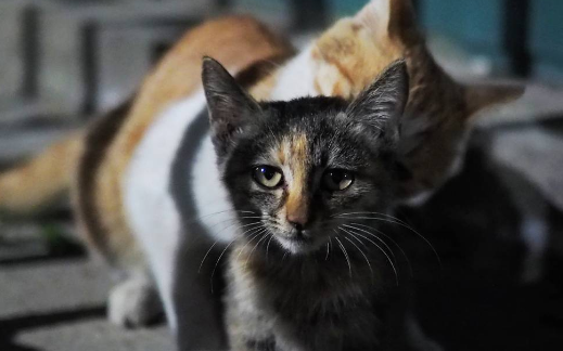 “猴虐猫”事件淡出之后科学动物观需要更好普及