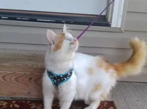 猫咪失明被“嫌弃”,独自生活14年,直到遇见一只小猫成功被救赎 猫咪失明被“嫌弃”,独自生活14年,直到遇见一只小猫成功被救赎