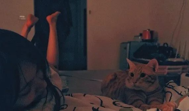 主人伤心哭泣，橘猫叼玩具安慰 ，一出手却让主人一秒爆粗！