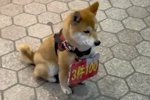 狗狗坐在店前,身上还挂着广告牌子!狗:我是打工人,被累成狗了 狗狗坐在店前,身上还挂着广告牌子!狗:我是打工人,被累成狗了