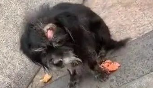 流浪狗街边痛苦嚎叫，凑近一看，天哪！头骨都露出来了...