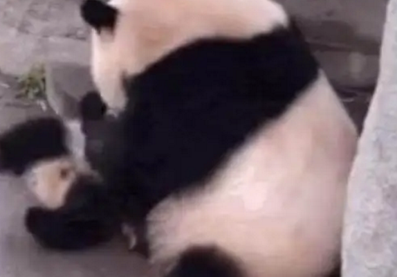 熊猫妈妈：儿砸你少吃点 网友：熊猫是稀有动物是有原因的啊