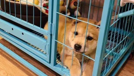 家里有人时柴犬可以自由玩耍,若无人它只能被关在笼子里面 家里有人时柴犬可以自由玩耍,若无人它只能被关在笼子里面