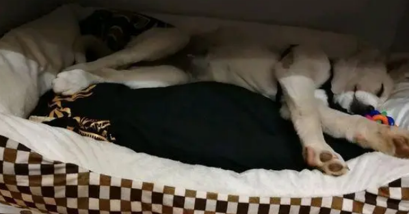拉布拉多睡觉真不老实，翻来覆去的，就是醒不了！