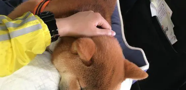 柴犬坐车出来玩晕车了,下车刚缓过劲来,一抬头看到镜子里的自己 柴犬坐车出来玩晕车了,下车刚缓过劲来,一抬头看到镜子里的自己