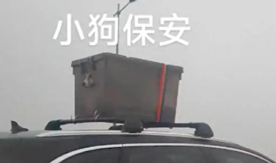 车主将狗狗装在车顶上带回家过年，它好似一保安：谁敢追我的尾！