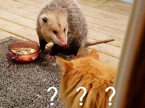 食物被“负鼠”抢，猫咪一脸哀求的看着铲屎官：人家饿，快帮帮我