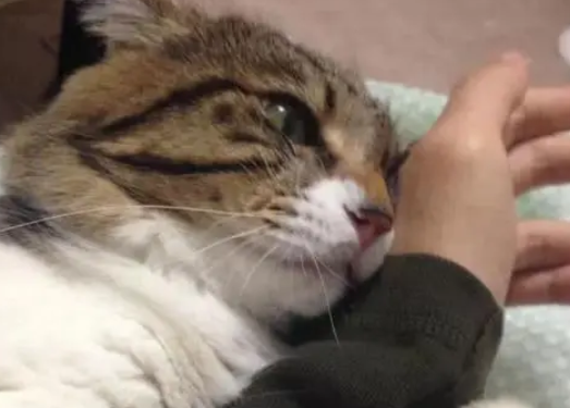 猫咪睡觉非要抱着铲屎官，一撒手猫咪生气了，上去就是一口！