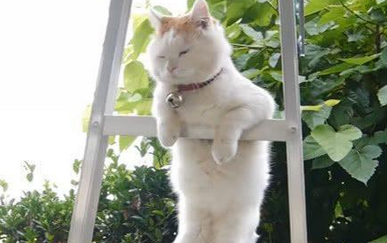 橘猫:大王叫我来巡山咯 我把梯子爬一爬 橘猫:大王叫我来巡山咯 我把梯子爬一爬