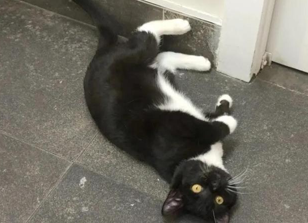 猫咪从不让主人拥抱,主人伤心难过时,却主动投怀送抱 猫咪从不让主人拥抱,主人伤心难过时,却主动投怀送抱