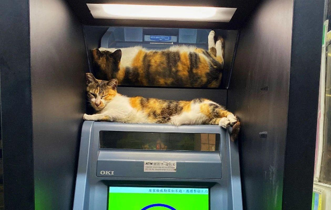 流浪猫霸占ATM机不走,除非给它吃的才离开,这猫咪成精了吧 流浪猫霸占ATM机不走,除非给它吃的才离开,这猫咪成精了吧