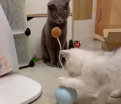宠主买了自动逗猫棒，看到蓝猫的反应，忍不住笑出声