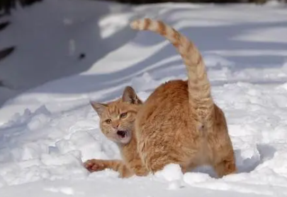 主人带猫出去看雪，但刚一出门猫咪却快“崩溃”了