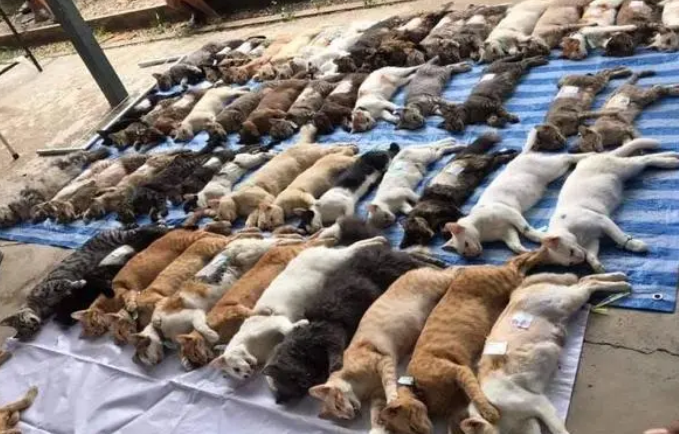 猫咪们整整齐齐躺在地上,姿势都一模一样,事情的真相超有趣 猫咪们整整齐齐躺在地上,姿势都一模一样,事情的真相超有趣