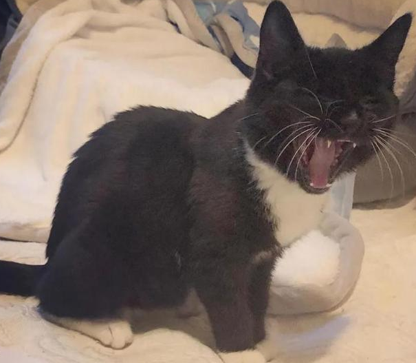 猫咪从不让主人拥抱,主人伤心难过时,却主动投怀送抱 猫咪从不让主人拥抱,主人伤心难过时,却主动投怀送抱