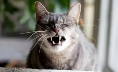  猫咪打不出喷嚏很难受，主人就想出了这招，猫咪瞬间释放了……