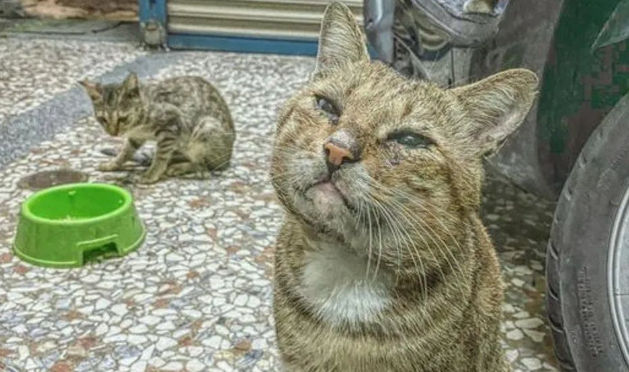 每天喂食的流浪猫突然失踪，三天后竟来求救，差点再也见不到...