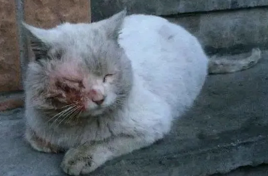 男子好心收养流浪猫,半夜听到猫惨叫,开灯一看,网友:它在报恩 男子好心收养流浪猫,半夜听到猫惨叫,开灯一看,网友:它在报恩