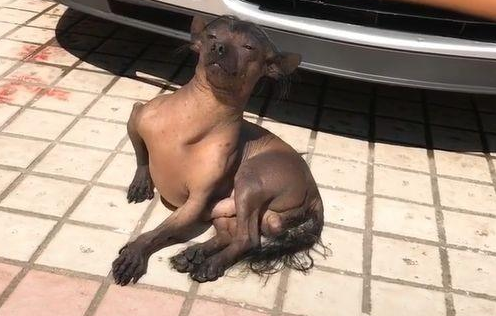 狗狗坐在地上晒太阳，表情特别享受，网友：这狗的发型好酷