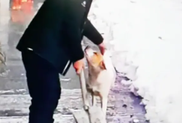 主人铲雪时狗总在叫，还不知道它什么意思，下一秒屋顶雪全掉下来