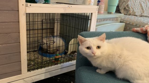 自从养了兔子后，家里的猫就不开心了，这张脸好委屈！