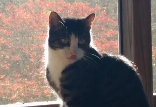 老伴去世，老人搬到养老院去住，独留猫咪守着原来的房子