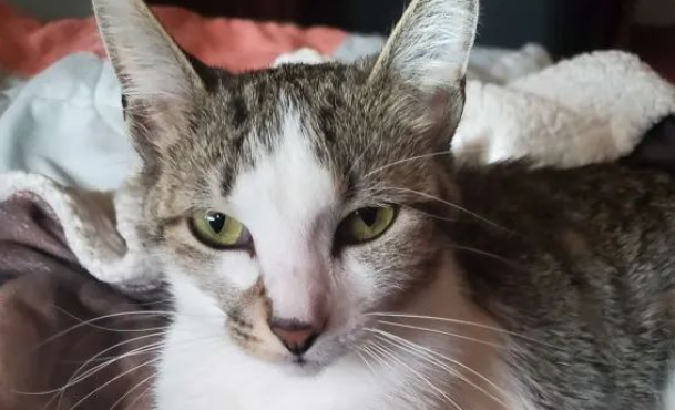 呆萌小猫咪竟一秒“变身”外星人，主人：真的有被吓到...