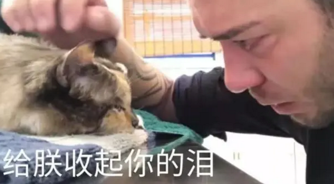 猛男落泪:养13年的猫咪快要离世,主人忍不住哭泣 猛男落泪:养13年的猫咪快要离世,主人忍不住哭泣