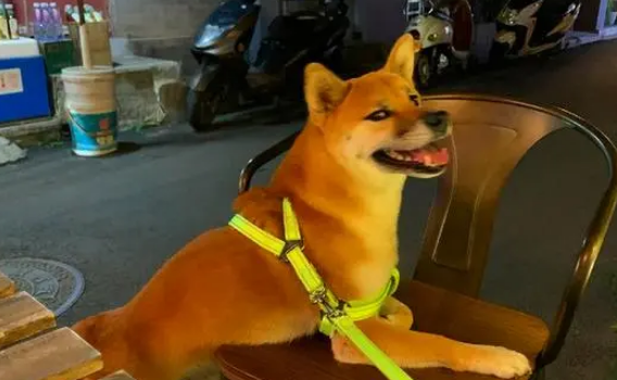 受伤柴犬流浪街头,走丢5天后,主人却被蒙在鼓里,家人没告诉他 受伤柴犬流浪街头,走丢5天后,主人却被蒙在鼓里,家人没告诉他