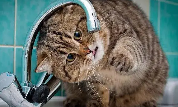 猫咪路边饥渴难耐，自己开水龙头喝水，引来路人围观不敢打扰！