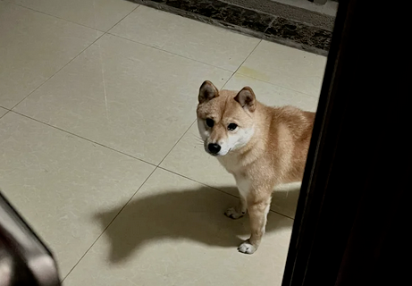 网友凌晨回家,发现门口有一只小柴犬守候,狗子:终于有人回来了,都等一晚上了! 网友凌晨回家,发现门口有一只小柴犬守候,狗子:终于有人回来了,都等一晚上了!