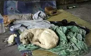 镜头下︰狗狗的“忠诚”，让人感动，看完忍不住流泪 