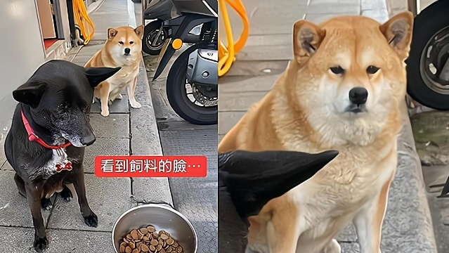 两只“贪吃汪”面对狗粮，一副非常嫌弃的样子：这是给狗吃的吗？