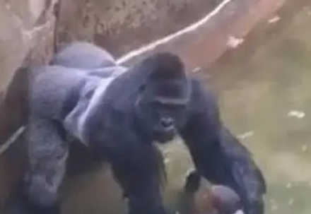 妈妈只顾修图,4岁儿子掉入兽园被猩猩救起,结果却令人心寒! 妈妈只顾修图,4岁儿子掉入兽园被猩猩救起,结果却令人心寒!