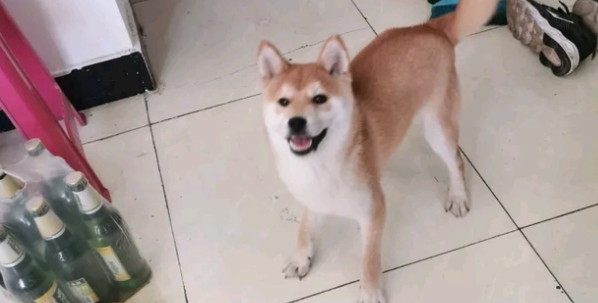 柴犬在家发现“好东西”,它闹着要尝试一下,不给就抢 柴犬在家发现“好东西”,它闹着要尝试一下,不给就抢