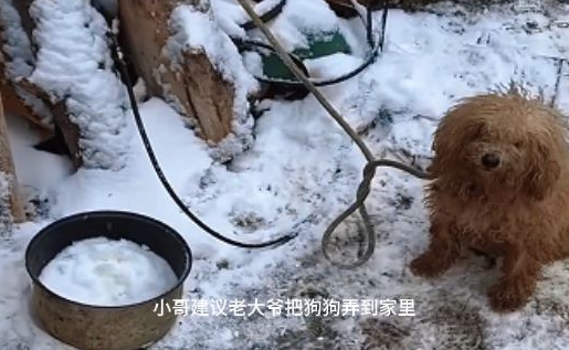 零下15度,被锁住的泰迪冻得瑟瑟发抖,站起身乞求陌生人救救自己 零下15度,被锁住的泰迪冻得瑟瑟发抖,站起身乞求陌生人救救自己