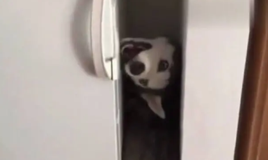 主人下班回家,刚进门就听见哈士奇惨叫,找到二哈后主人笑喷了 主人下班回家,刚进门就听见哈士奇惨叫,找到二哈后主人笑喷了