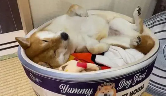 自从给柴犬买了新窝后,晚上都不敢看它了,越看越饿! 自从给柴犬买了新窝后,晚上都不敢看它了,越看越饿!