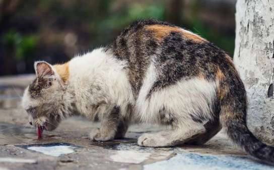 “猴虐猫”事件淡出之后科学动物观需要更好普及