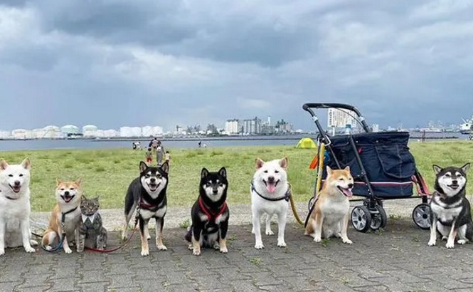 柴犬聚会,中间却出现一个灰色的“间谍”,细看被萌翻 柴犬聚会,中间却出现一个灰色的“间谍”,细看被萌翻