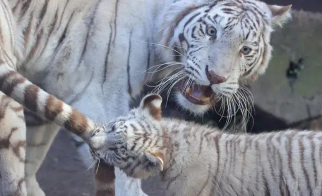 小老虎偷咬妈妈的尾巴,虎妈满脸无奈:这不是逗猫棒啊! 小老虎偷咬妈妈的尾巴,虎妈满脸无奈:这不是逗猫棒啊!