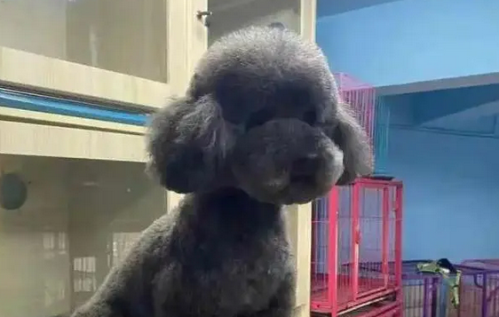 给自家猫狗办美容卡?花6000元做“双眼皮手术”?杭城宠物医生说出真相…… 给自家猫狗办美容卡?花6000元做“双眼皮手术”?杭城宠物医生说出真相……