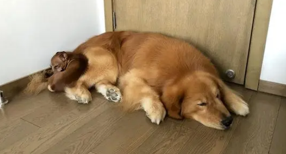 养了八年的金毛,突然变成禁养犬了,现在都不敢带出来遛了 养了八年的金毛,突然变成禁养犬了,现在都不敢带出来遛了