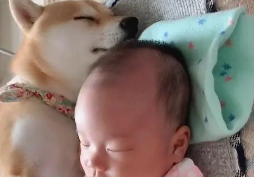 无敌小柴犬“搂”娃睡觉走红，为了这个家也是操碎了心
